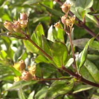 Hedyotis trimenii var. trimenii Deb & Ratna Dutta
